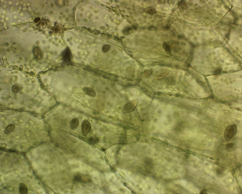 Riccardia chamedryfolia